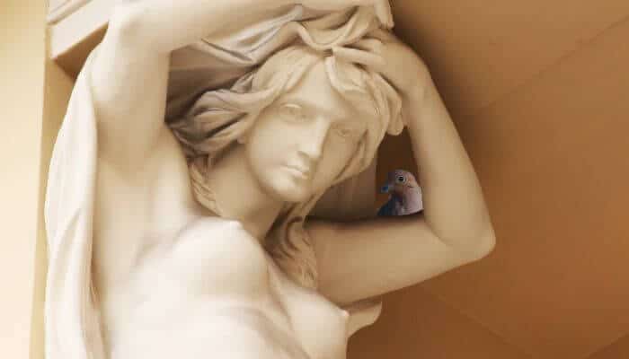 mourning dove resting in the arm of a statue of Aphrodite