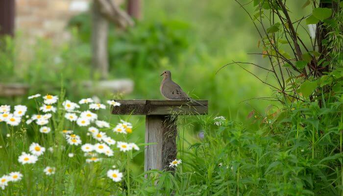 mourning dove visiting a garden