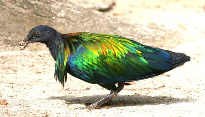 The Nicobar pigeon has bright stunning iridescent feathers