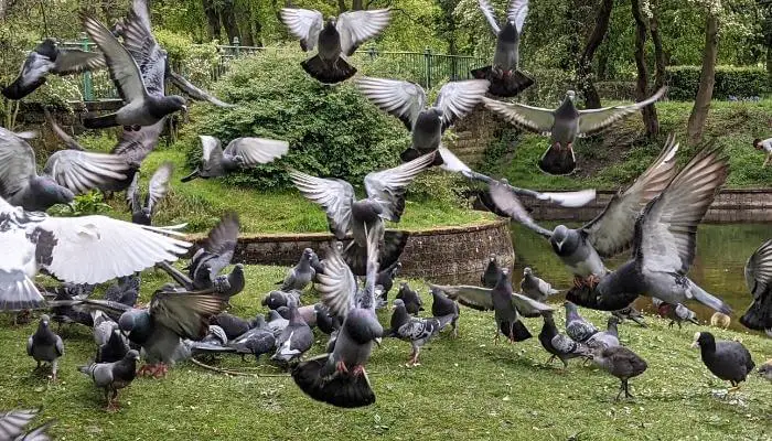 25 Amazing Facts About Pigeons