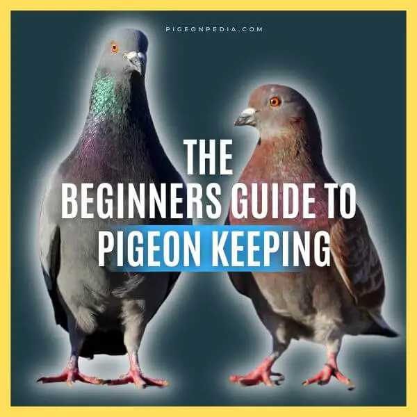 pigeon-keeping-ebook