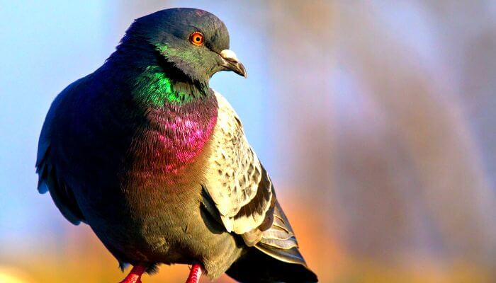 pigeon with Iridescent Feathers on chest