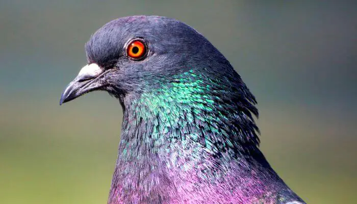pigeon with Iridescent Feathers