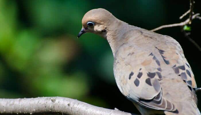 sad mourning dove