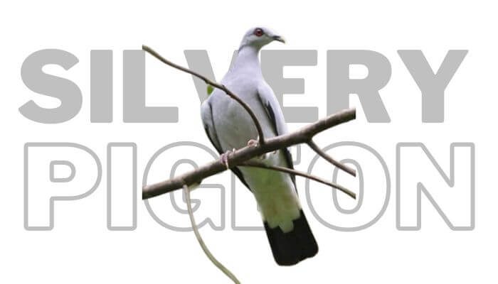silvery pigeon with text