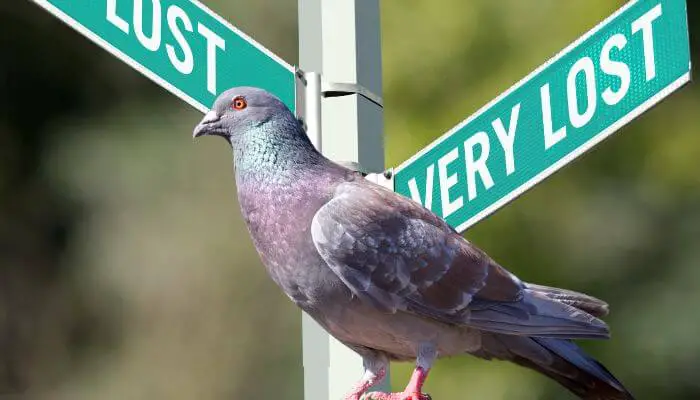 can homing pigeons get lost