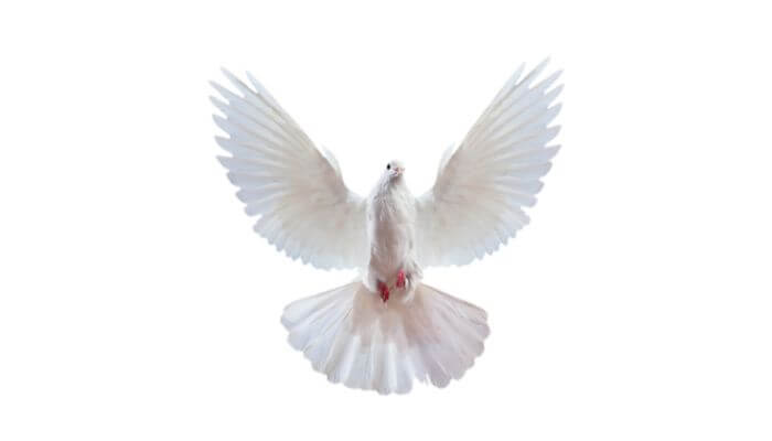 a white dove