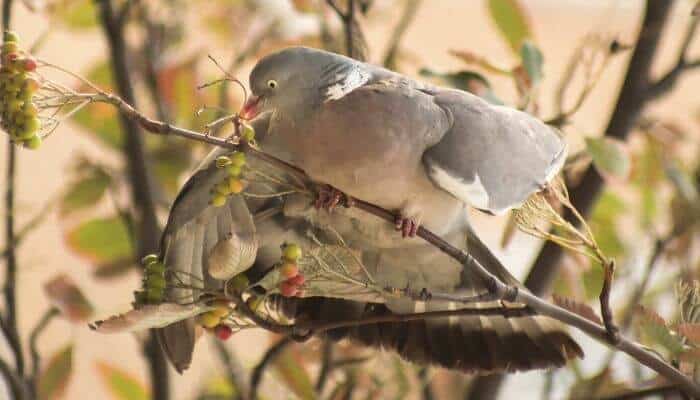 pregnant pigeon