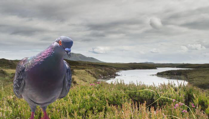 rock dove in outer hebrides