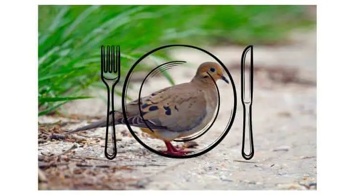 Can You Eat Mourning Dove?