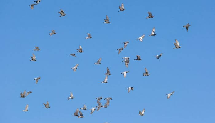 Flock of Doves Can You Eat Mourning Dove?