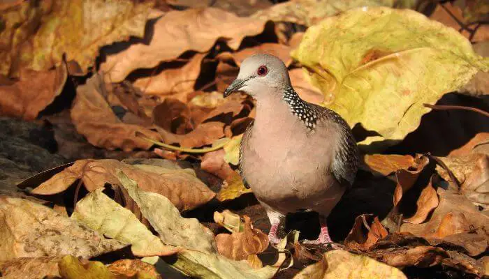 Mourning Dove 1 Can You Eat Mourning Dove?