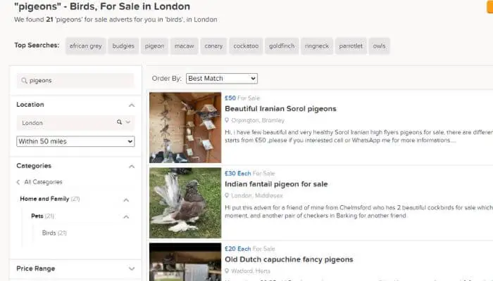 preloved pigeons for sale london