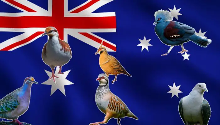 The Comprehensive Guide to Australian Pigeons and Doves