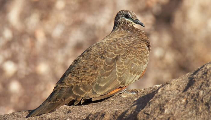 chestnut-quilled-rock-pigeon-wiki-image