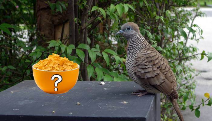 What Do Mourning Doves Eat?