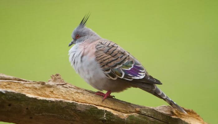 crested pigeon sat on log