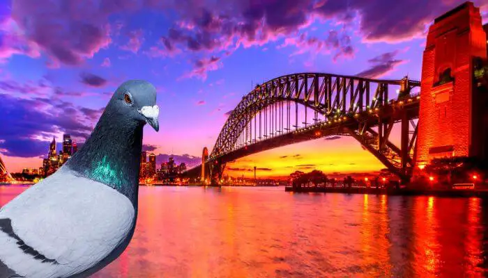 Pigeons for Sale in Sydney: 5 Places