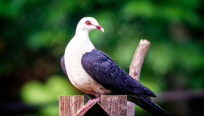 White-Headed Pigeon: Breed Guide