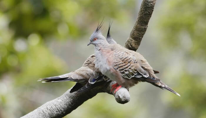 crested pigeon pair