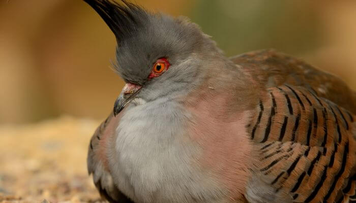 crested pigeon resting