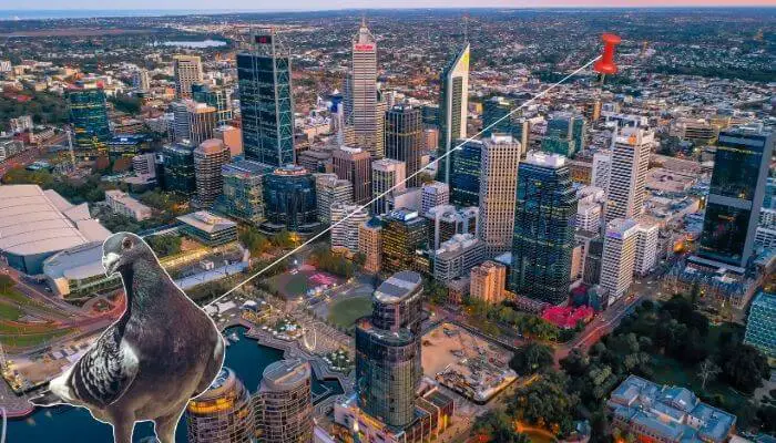 pigeon for sale in Perth