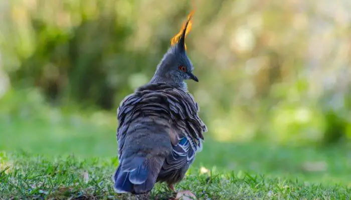Crested Pigeon: Breed Guide