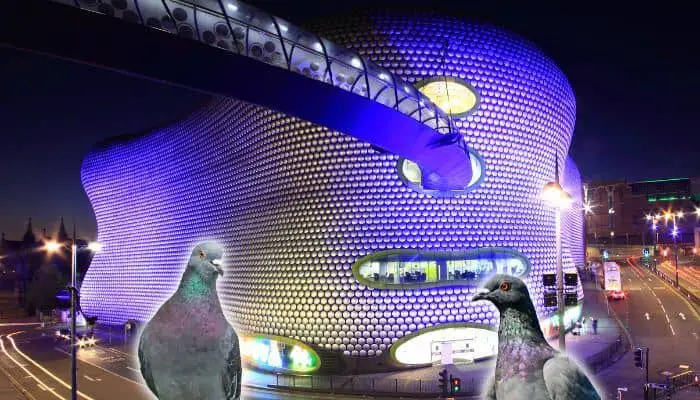 two pigeons in front of selfridges birmingham