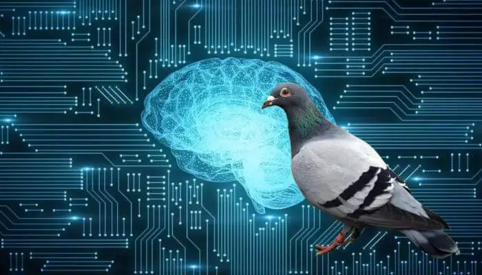 pigeon vs AI