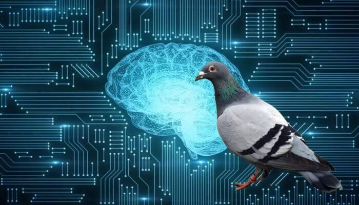 pigeon vs AI