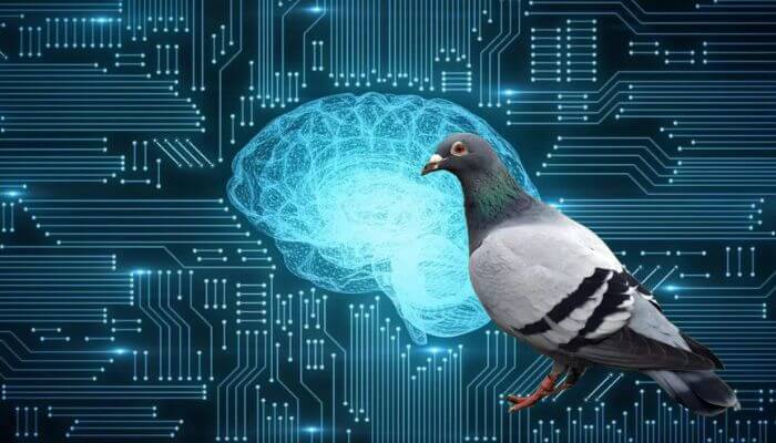 Artificial Intelligence Vs Pigeon Intelligence Pigeonpedia