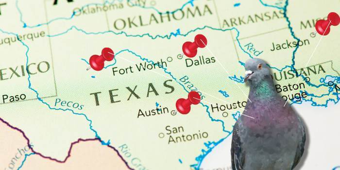 Pigeons For Sale In Texas: 6 Places To Buy From