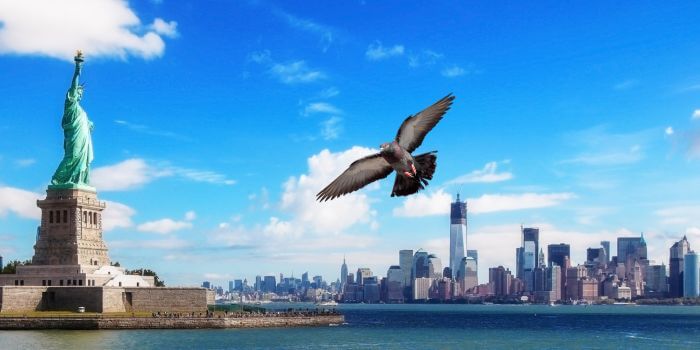 9 Places to Buy Pigeons in New York