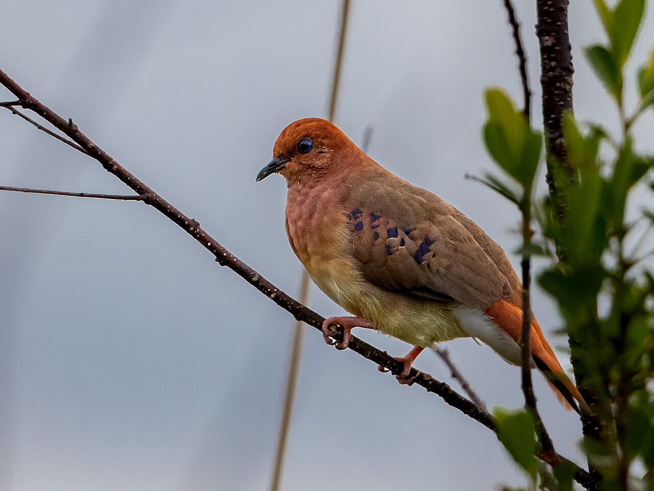 Rolinha-do-planalto de cor ferrugínea com manchas azul-escuras nas asas pousada num galho fino