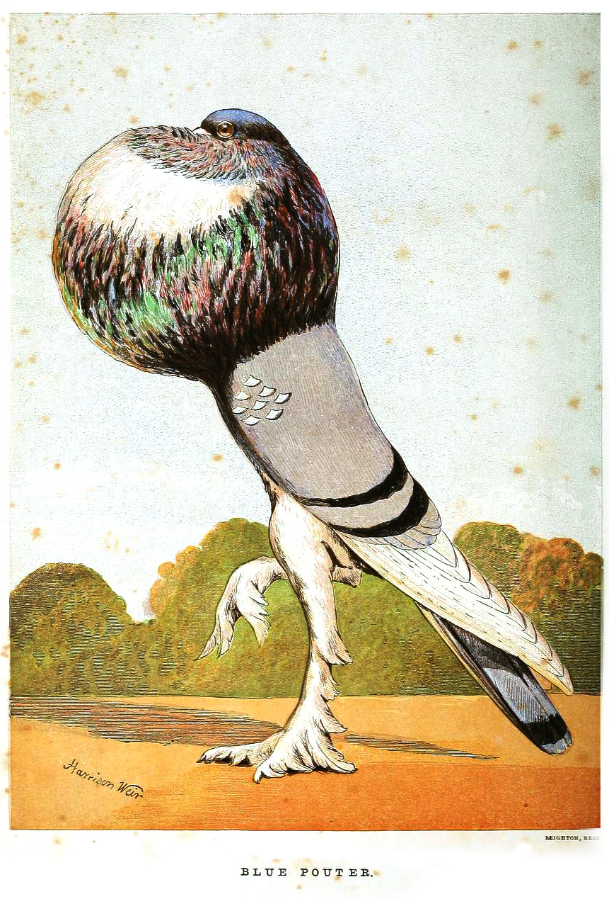 Victorian colour illustration of a blue pouter pigeon by Harrison Weir