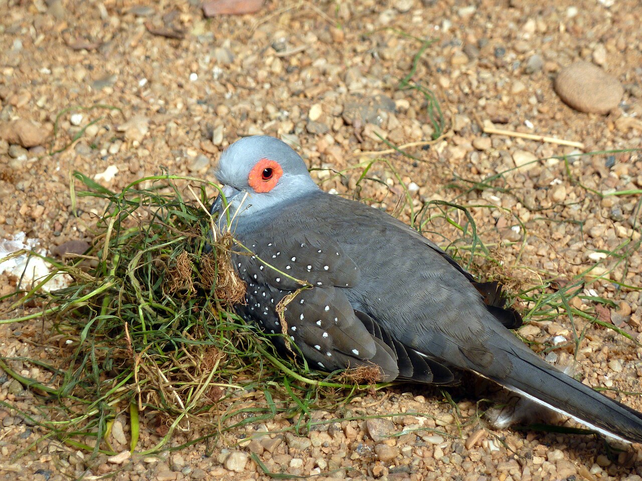 Captive diamond dove resting on the ground among grass