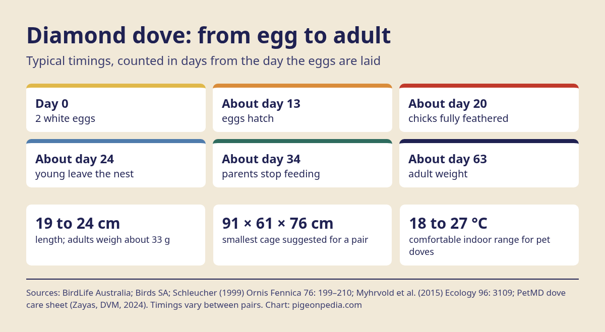 Chart of diamond dove breeding timings and care numbers