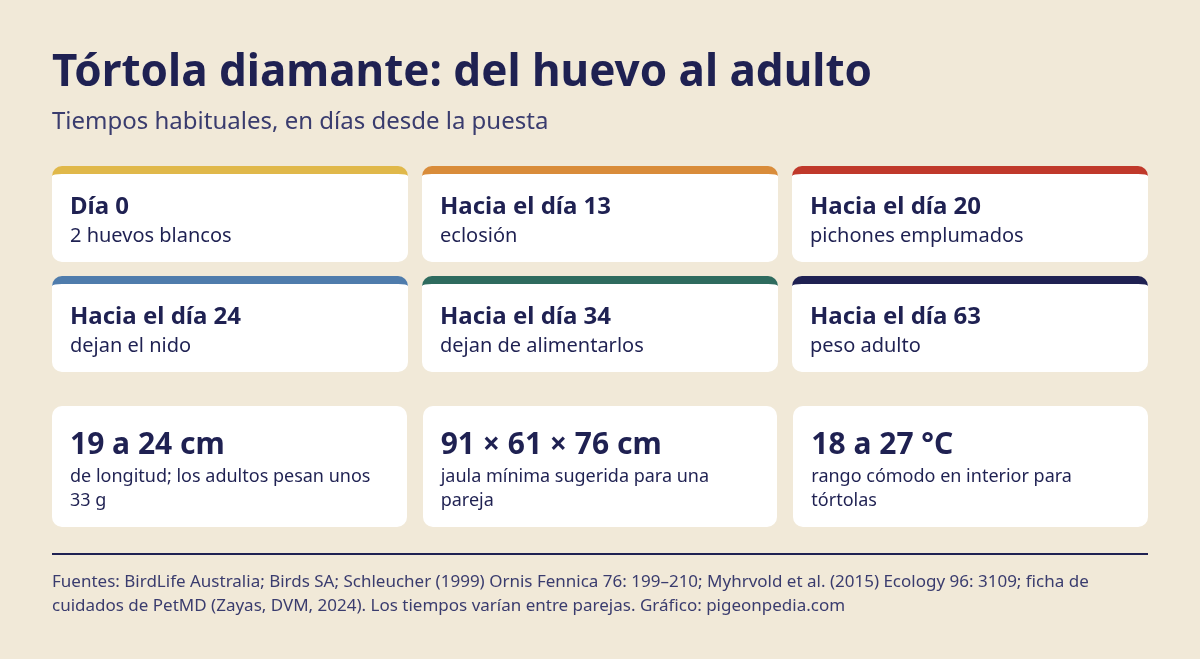 Gráfico con los tiempos de cría y cifras de cuidados de la tórtola diamante