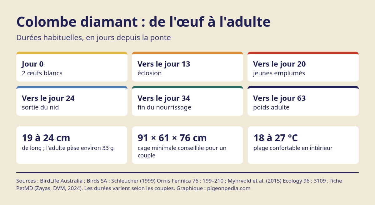 Graphique des durées de reproduction et des chiffres de soins de la colombe diamant