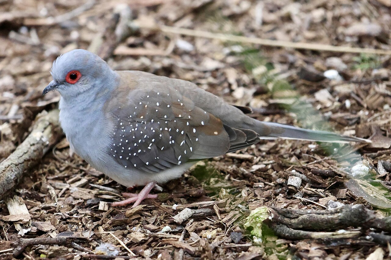 Diamond dove with red eye-ring and white-spotted grey wings walking on leaf litter