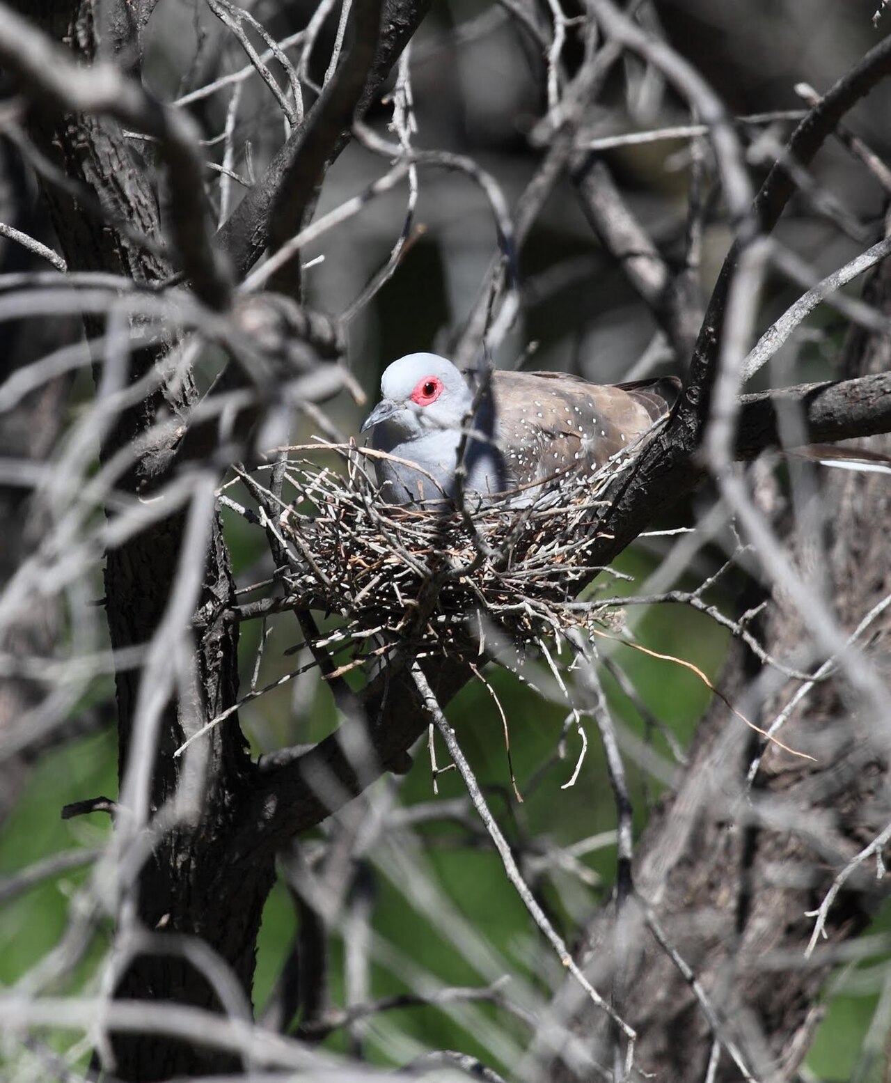 Diamond dove sitting on a flimsy twig nest in a shrub
