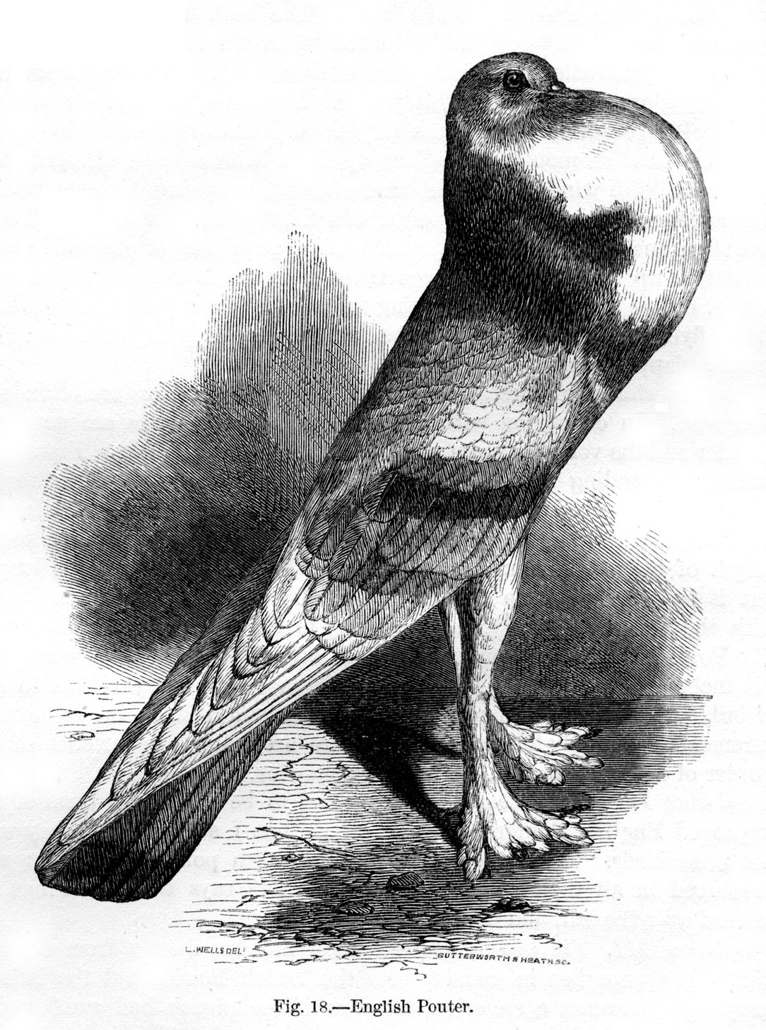 Engraving of an English Pouter pigeon from Darwin, 1868