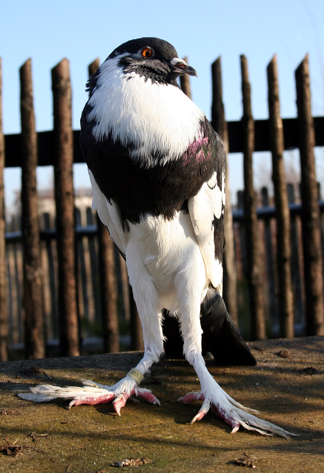 English Pouter pigeon, black pied, standing upright with its crop inflated