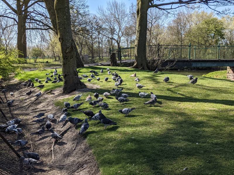 A large flock of feral pigeons spread across park grass under trees