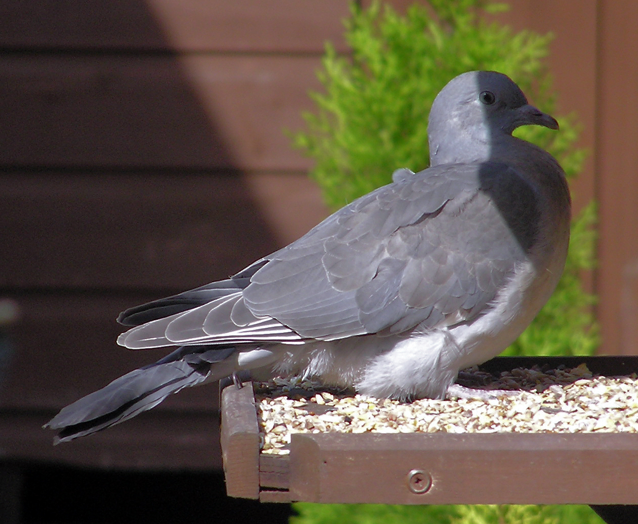 Juvenile wood pigeon on a bird table, plain grey with no white neck patch