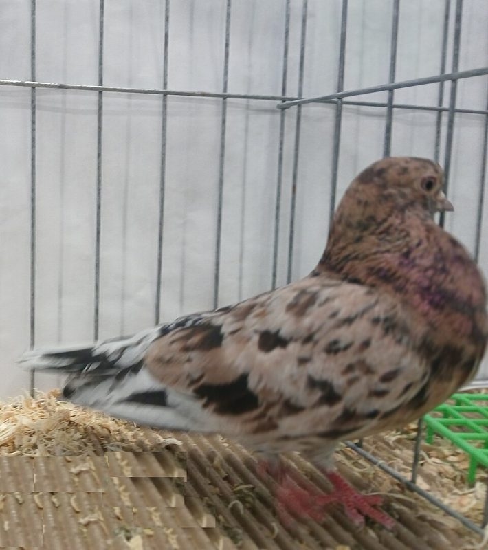 Portuguese Tumbler pigeon in almond plumage