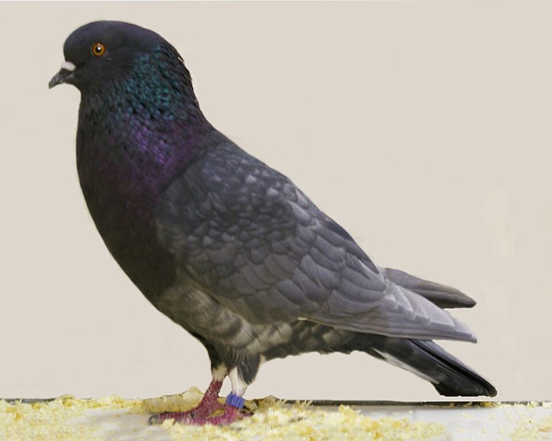 Birmingham Roller pigeon in Andalusian blue plumage