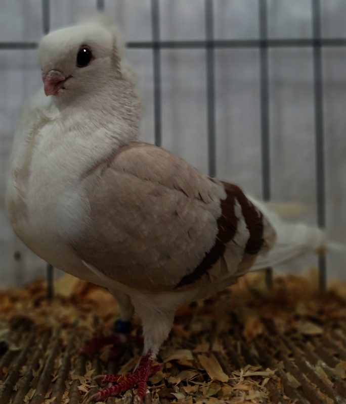 Old German Owl pigeon in ash-red bar (shown as red bar) plumage