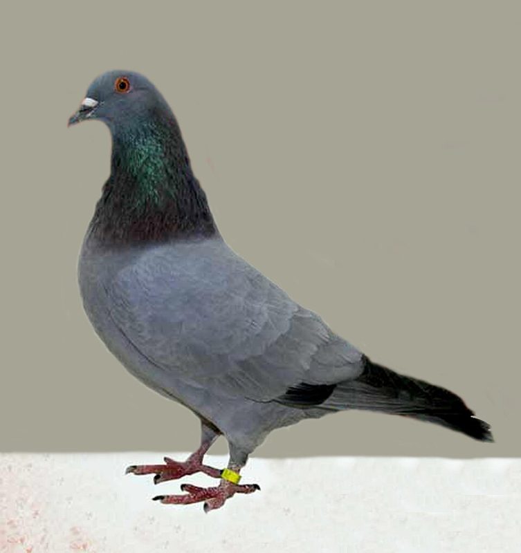 Gascogne pigeon in barless blue plumage