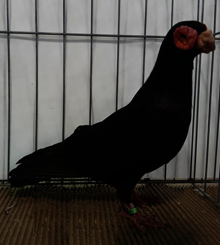 Barb pigeon in black plumage